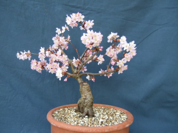 DSCF10372.jpg