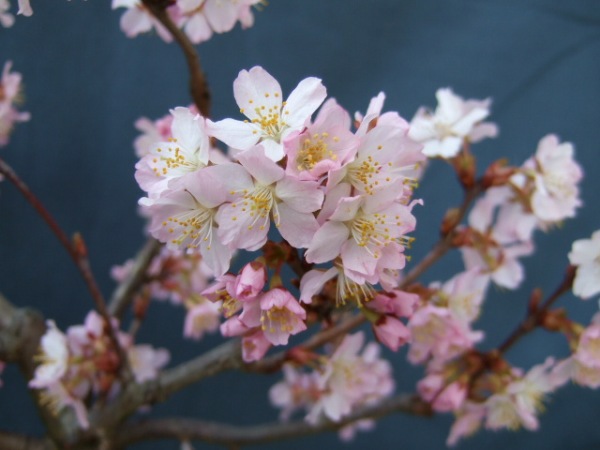 DSCF10382.jpg