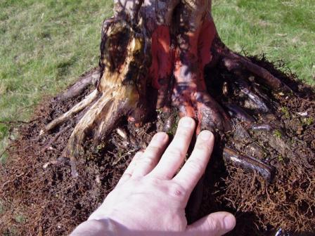Detail 31.03.2009.jpg