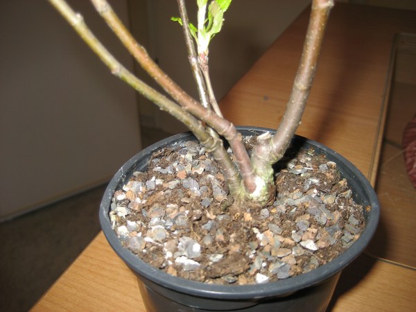 comp 70IMG_2427.jpg