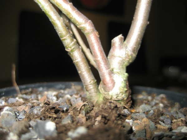 comp 70IMG_2433.jpg