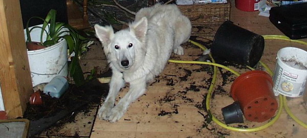 Ordnung auf Hundeart 2 BFF .jpg