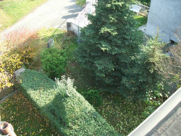 Die Rechte Seite von meinem Garden. Die große Tanne und die kleine Zypresse möchte ich behalten. Den Rest kann weg.