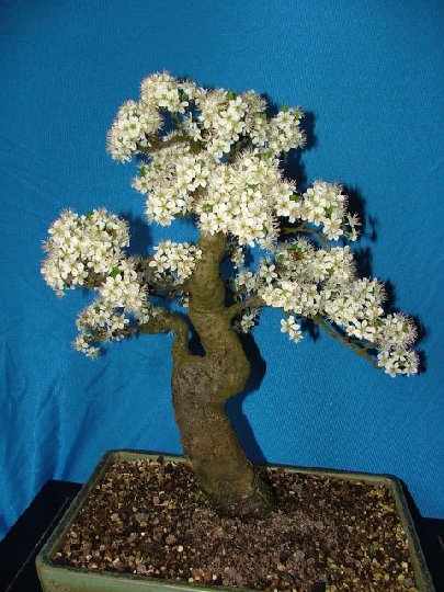 2805e2g_405x540.jpg