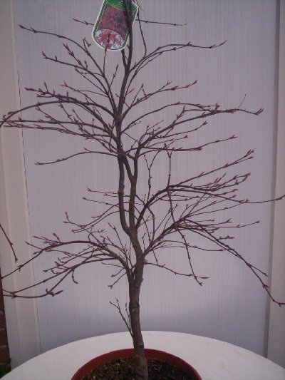 Bonsai_04-09_006_400x533.jpg