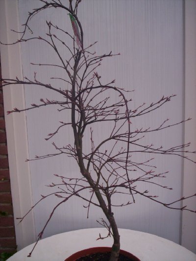 Bonsai_04-09_009_400x533.jpg