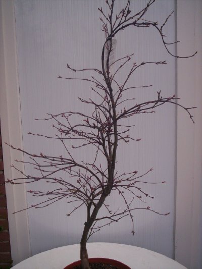 Bonsai_04-09_010_400x533.jpg