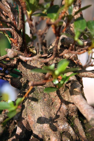 M_Azalee042009-03.jpg