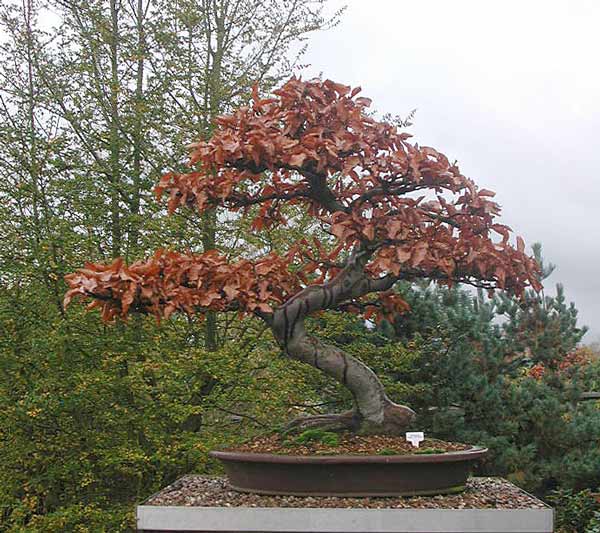 Rotbuche, Logobaum