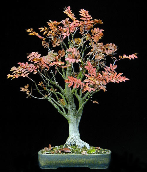 PA220026-Sorbus.jpg