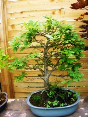bonsai06.20080191.jpg