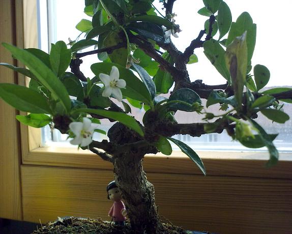fukientee in blüte