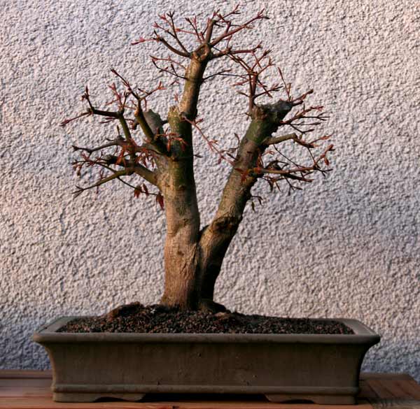 AhornToskana.jpg