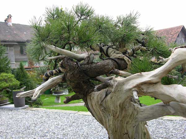 Ansicht von hinten links