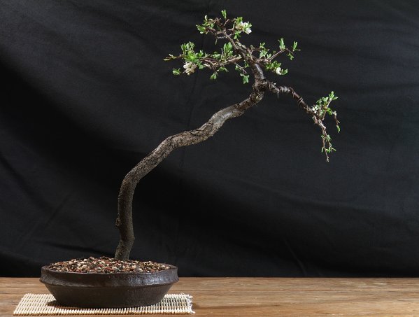 Prunus spinosa, Höhe 37cm