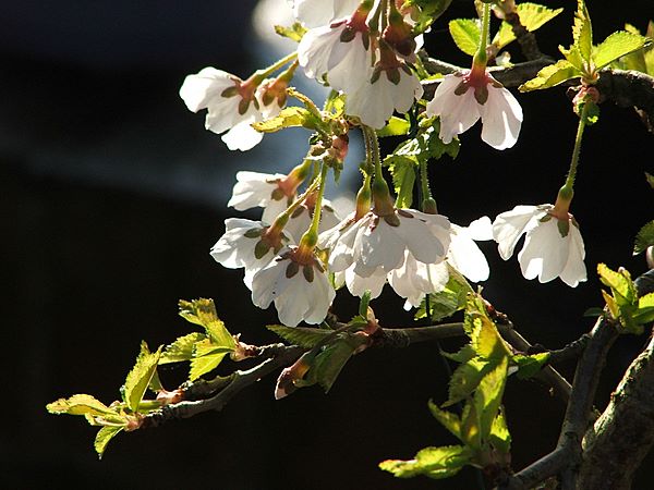 DSCF0821.JPG