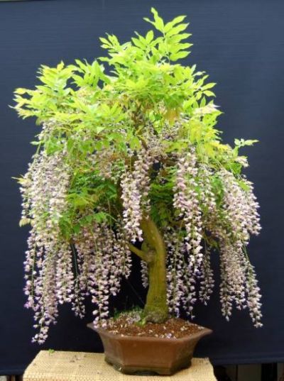 Wisteria.JPG