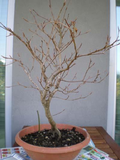 3 Buche 0409 3klein.JPG