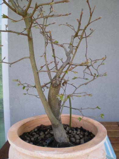 4 Buche 0409 2klein.JPG