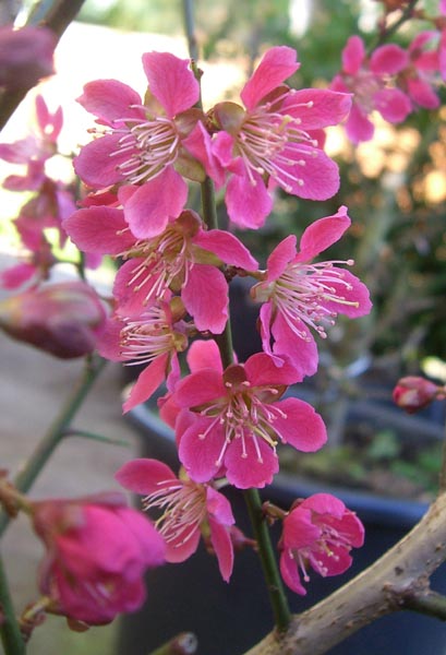 Prunus mume Beni-Shi-Don_bluete_klein.jpg