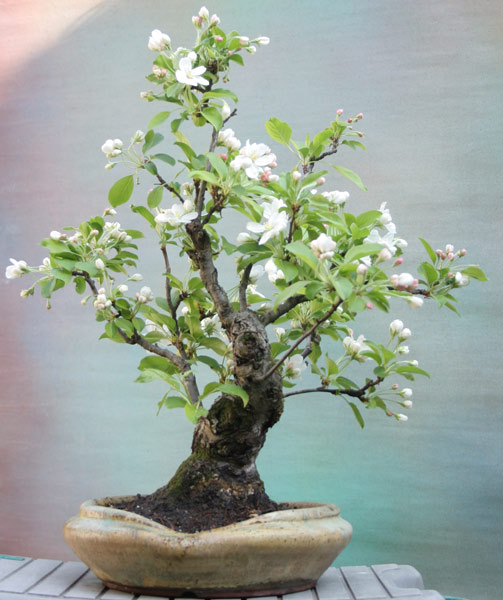 malus-09.jpg