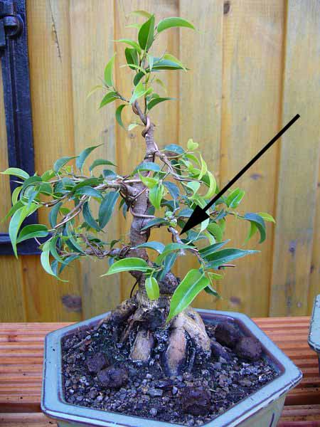 Ficus11.jpg