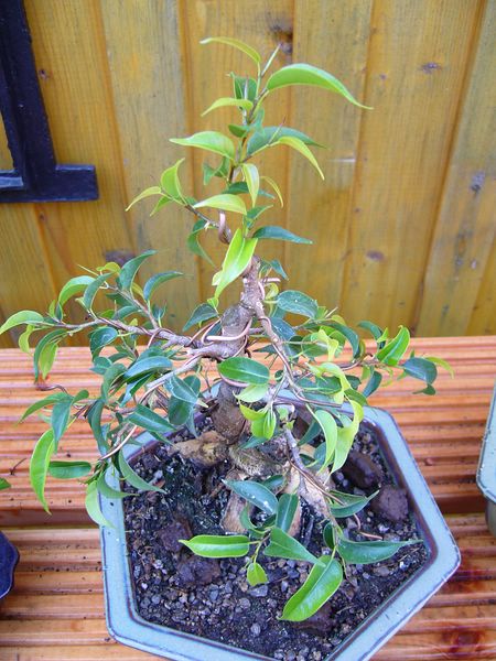 Ficus12.jpg