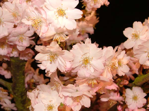 DSCF4797k.jpg