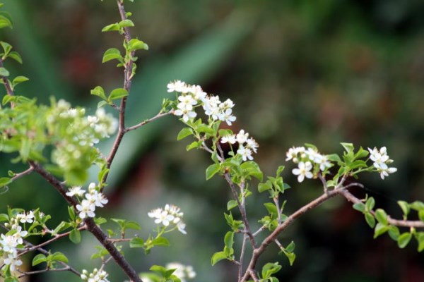 IMG_1151 Prunus Mahaleb Blüte.jpg
