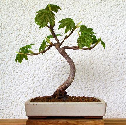 Bergahorn_bl.jpg