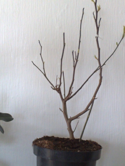 13042009212.jpg