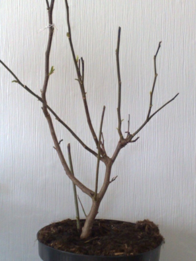 13042009213.jpg