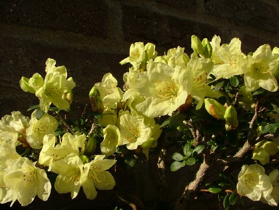 Azalee_002_570x428.jpg