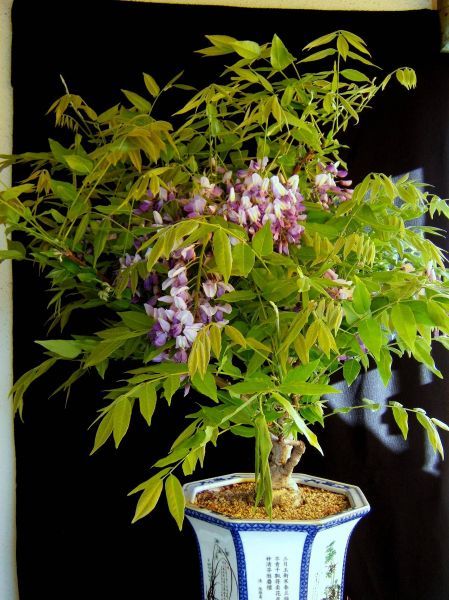 wisteria_1.jpg