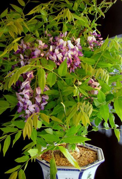 wisteria_2.jpg