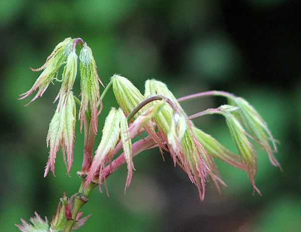 Acer palmatum 'First Ghost'