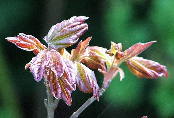Acer campestre 'Red Shine'