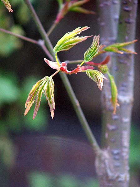 Acer palmatum 'Ibo Nishiki'