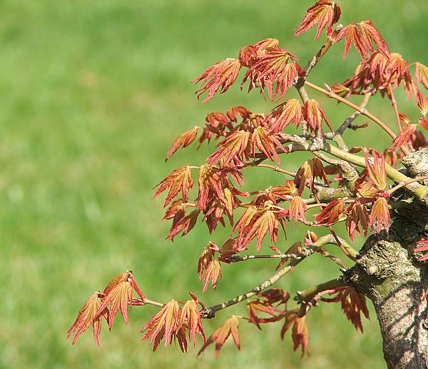 Acer palmatum (Wildform)