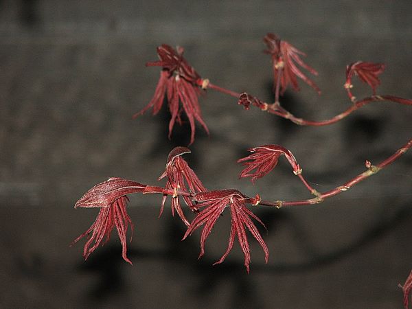 Acer palmatum 'Bloodgood'