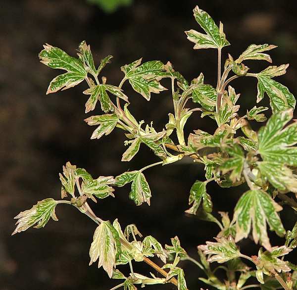 Acer campestre 'Carnival'
