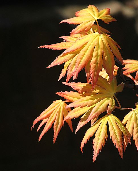 Acer palmatum 'Orange Dream'