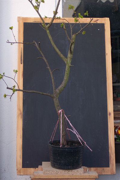 Yamadori-Pappel 17.04.09.JPG
