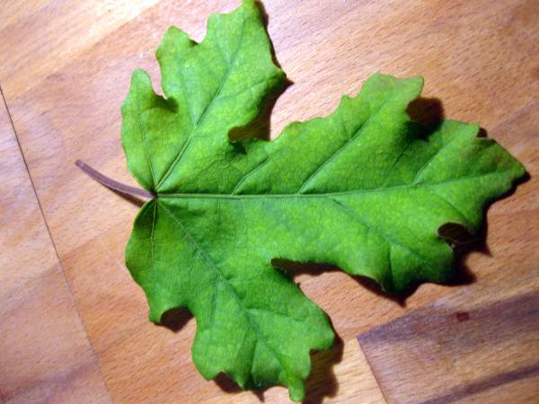10_20090420.jpg
