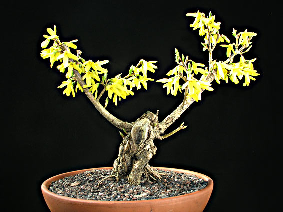 forsyblüht.jpg