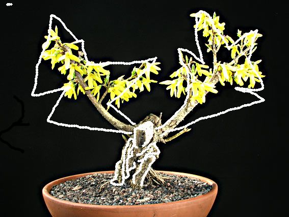 forsyblüht2.jpg