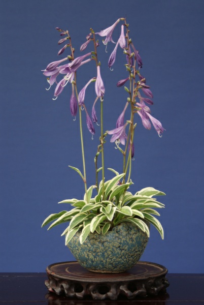Hosta_TomM_1.jpg