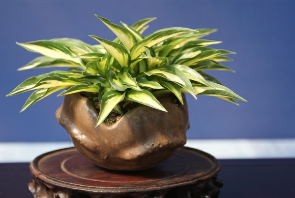 Hosta_TomM_2.jpg