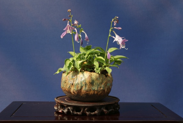 Hosta_TomM_3.jpg