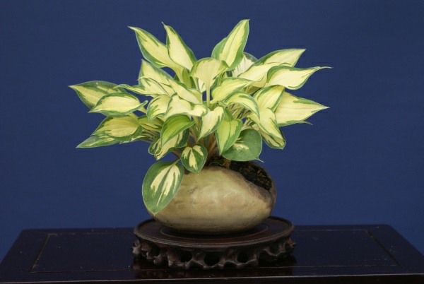 Hosta_TomM_5.jpg